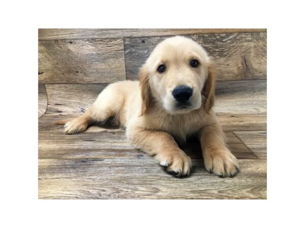 Golden Retriever DOG Male Golden 1454 Petland Lancaster, Ohio