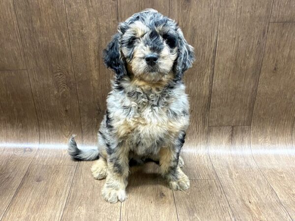 Goldendoodle DOG Male Blue Merle 1459 Petland Lancaster, Ohio