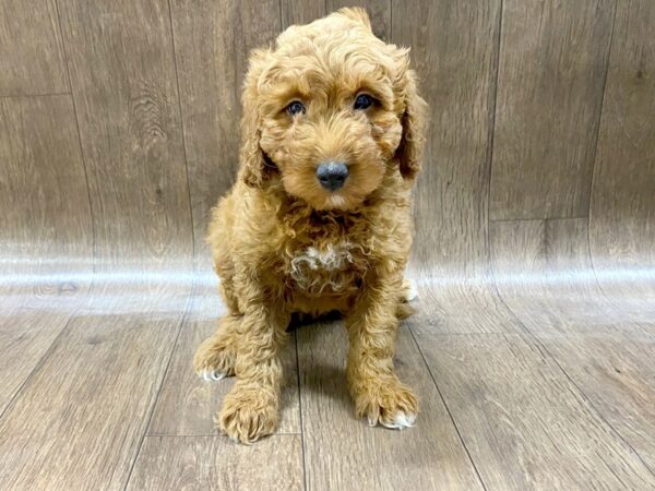 F2 MINI GOLDENDOODLE DOG Male Red 1460 Petland Lancaster, Ohio