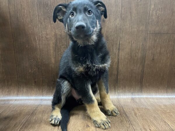 German Shepherd Dog DOG Female Black / Tan 1471 Petland Lancaster, Ohio