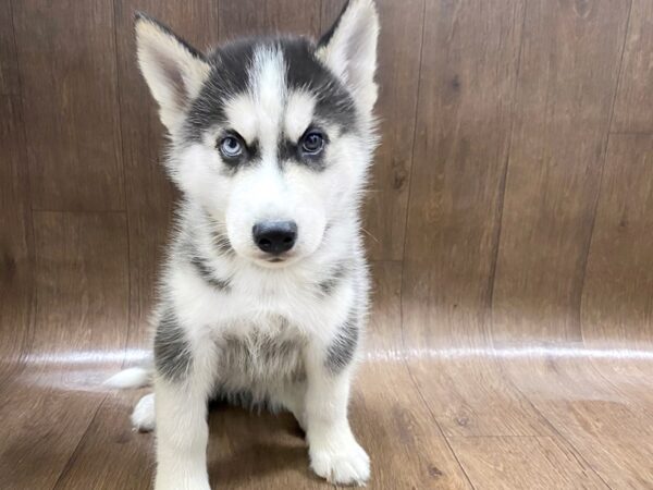 Siberian Husky DOG Male Black / White 1470 Petland Lancaster, Ohio