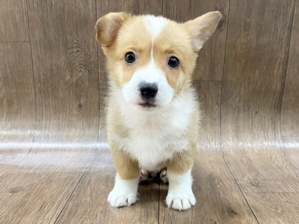 Pembroke Welsh Corgi DOG Male Sable / White 1469 Petland Lancaster, Ohio