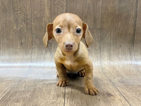 Dachshund-DOG-Male-Wild Boar-1468-Petland Lancaster, Ohio