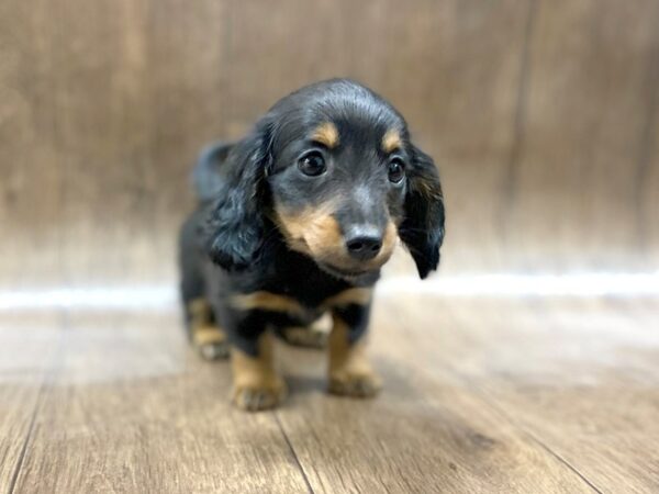 Dachshund DOG Female BLK TAN 1467 Petland Lancaster, Ohio