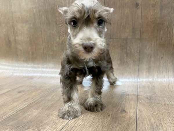 Miniature Schnauzer DOG Male LIVER WHITE 1466 Petland Lancaster, Ohio