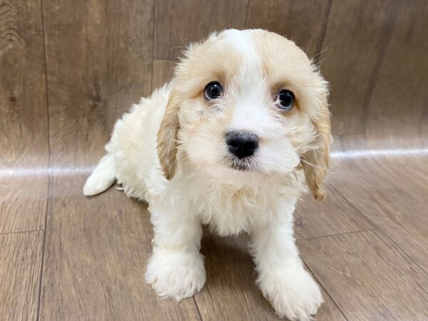 Cava Chon-DOG-Male-Blienhiem-1465-Petland Lancaster, Ohio