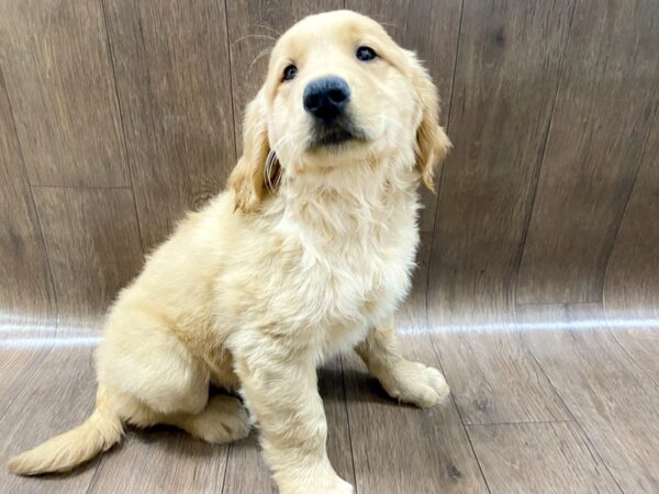 Golden Retriever DOG Male Golden 1461 Petland Lancaster, Ohio