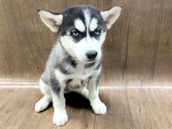 Siberian Husky DOG Female Black & White 1462 Petland Lancaster, Ohio