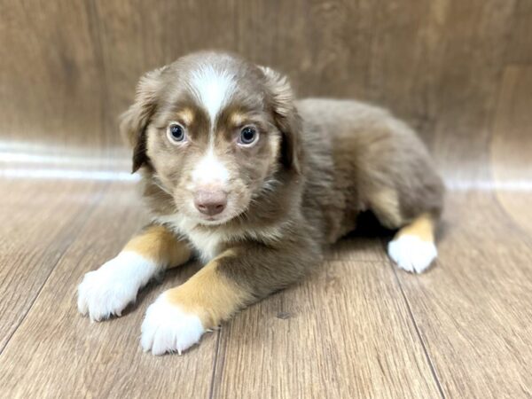 Mini Australian Shepherd DOG Female Red tri 1464 Petland Lancaster, Ohio