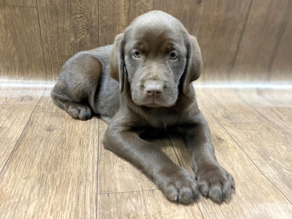 Labrador Retriever DOG Female Chocolate 1463 Petland Lancaster, Ohio