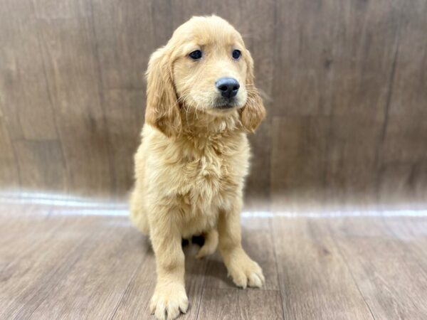 Golden Retriever DOG Male Golden 1477 Petland Lancaster, Ohio