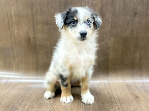 Australian Shepherd-DOG-Male-Blue Merle-1476-Petland Lancaster, Ohio