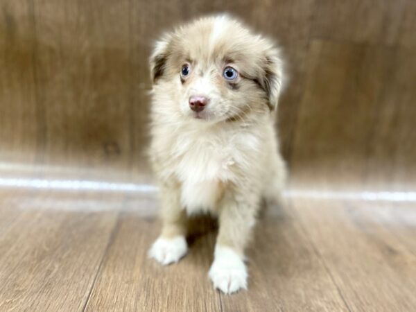 Toy Australian Shepherd DOG Male Red Merle 1475 Petland Lancaster, Ohio