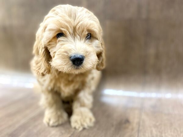 Cockadoodle DOG Male RED 1474 Petland Lancaster, Ohio