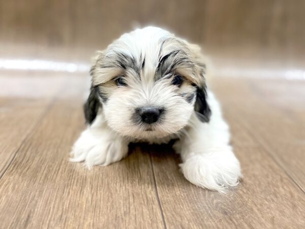 Teddy DOG Female brown white 1473 Petland Lancaster, Ohio