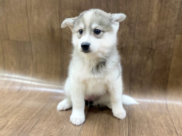 Huskimo DOG Female BLK WHT 1472 Petland Lancaster, Ohio