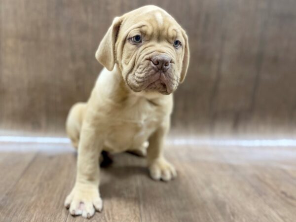 Dogue de Bordeaux DOG Male Red 1479 Petland Lancaster, Ohio