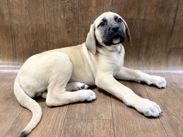 Mastiff-DOG-Female-Fawn-1481-Petland Lancaster, Ohio