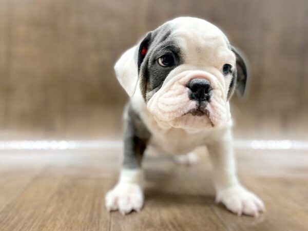 Bulldog-DOG-Male-Blue / White-1483-Petland Lancaster