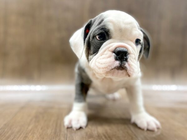 Bulldog DOG Male Blue / White 1483 Petland Lancaster, Ohio