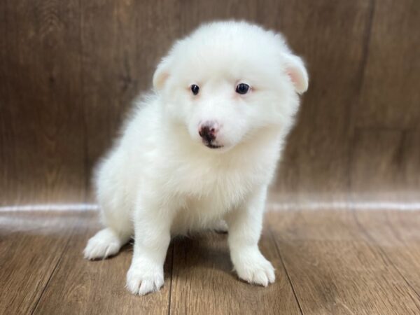 HuskieMoe DOG Male CREAM WHITE 1484 Petland Lancaster, Ohio