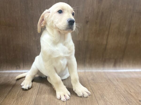 Labrador Retriever-DOG-Female-Yellow-1482-Petland Lancaster, Ohio