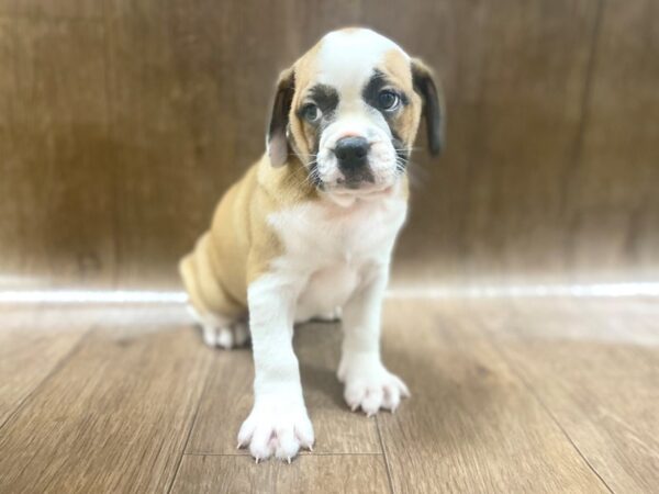 Bull Puggle DOG Female FAWN WHITE 1485 Petland Lancaster, Ohio