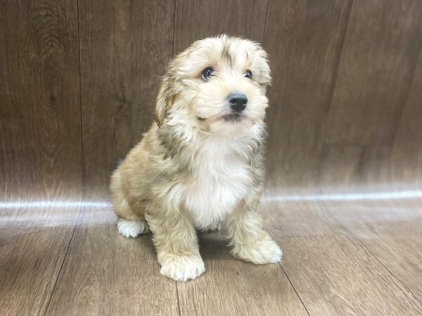 Yorkie Poo DOG Male BEIGE 1486 Petland Lancaster, Ohio