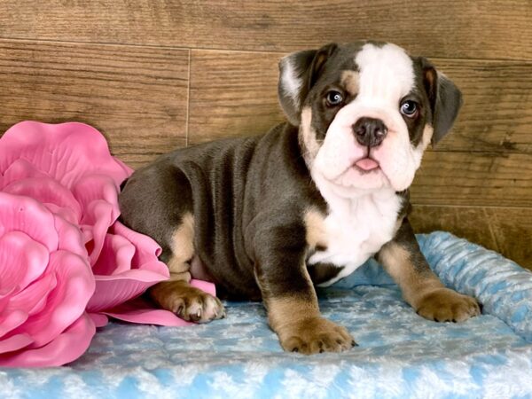 English Bulldog DOG Male Blue Tri 1496 Petland Lancaster, Ohio