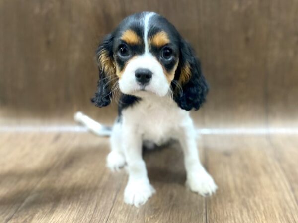 Cavalier King Charles Spaniel-DOG-Male-Black / Tan-1488-Petland Lancaster, Ohio