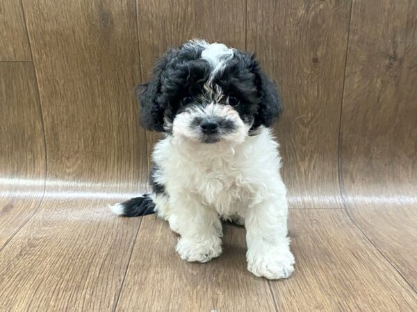 Teddy Bear DOG Male Black / White 1487 Petland Lancaster, Ohio