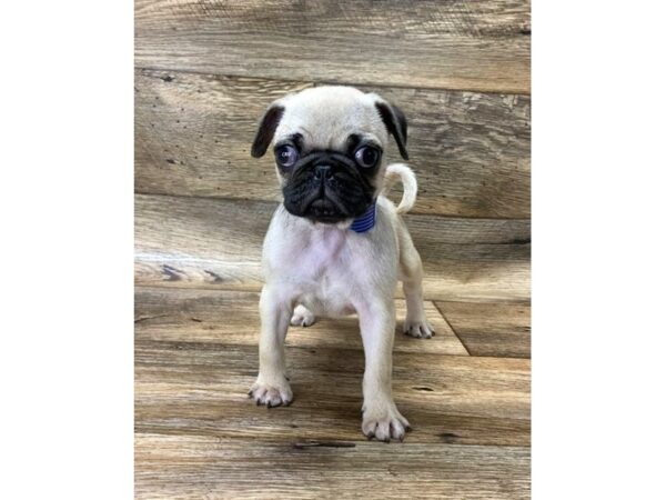 Pug DOG Male Fawn 1490 Petland Lancaster, Ohio