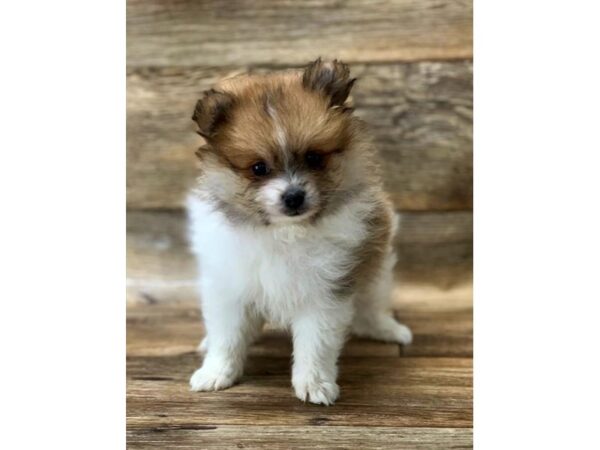 Pomeranian-DOG-Male-Orange Sable-1491-Petland Lancaster, Ohio