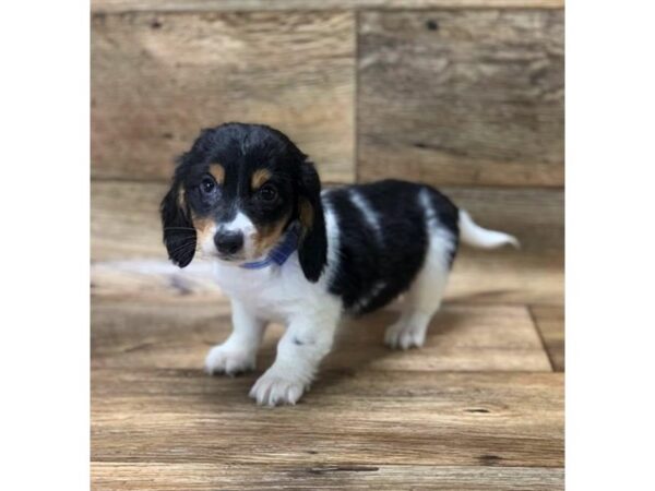 Dachshund DOG Male Black / Tan 1492 Petland Lancaster, Ohio