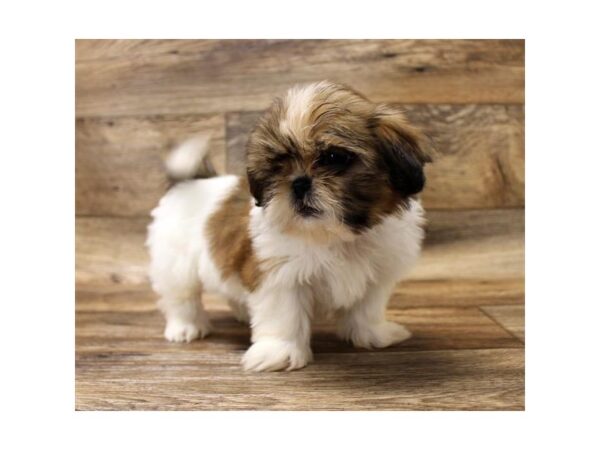 Shih Tzu DOG Male Red / White 1493 Petland Lancaster, Ohio