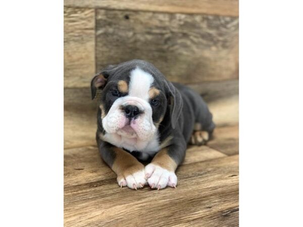 Bulldog DOG Male Blue White / Tan 1494 Petland Lancaster, Ohio