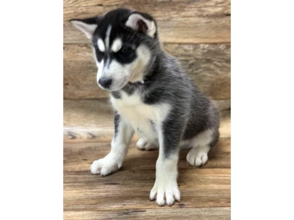 Siberian Husky DOG Male Black / White 1495 Petland Lancaster, Ohio