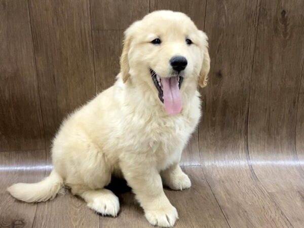 Golden Retriever DOG Female Golden 1502 Petland Lancaster, Ohio