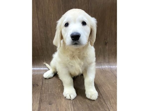 Golden Retriever-DOG-Male-Light Golden-1501-Petland Lancaster, Ohio