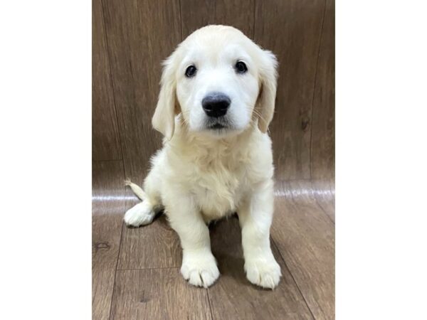 Golden Retriever DOG Male Light Golden 1501 Petland Lancaster, Ohio