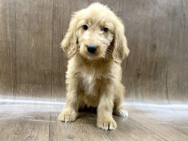 Golden Doodle DOG Female Dark Red 1500 Petland Lancaster, Ohio