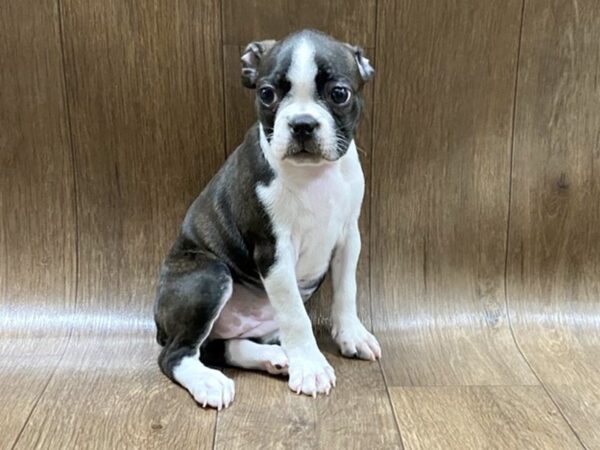 Boston Terrier DOG Female brindle white 1499 Petland Lancaster, Ohio