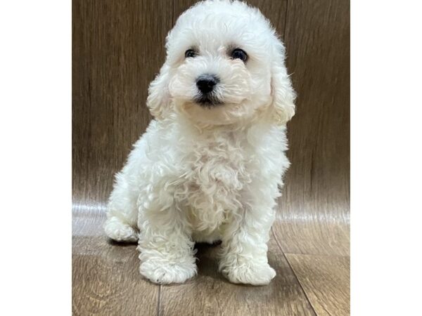 Poo Chon DOG Male creme 1497 Petland Lancaster, Ohio