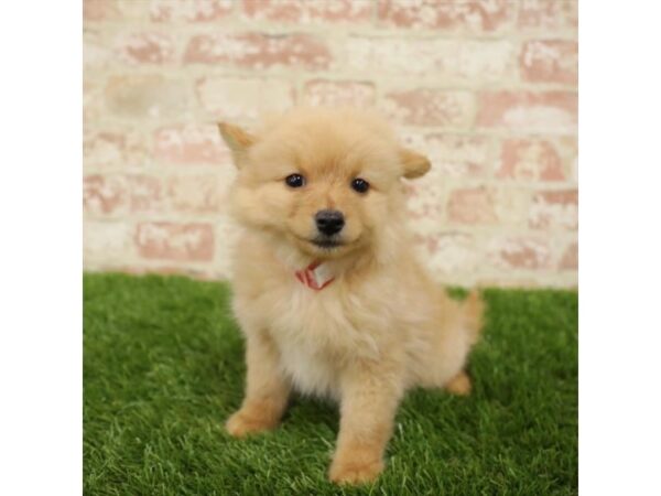 Pomeranian DOG Female 1505 Petland Lancaster, Ohio