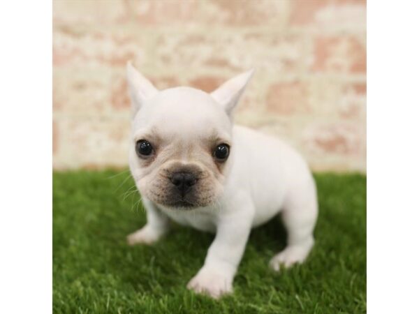 French Bulldog DOG Male White 1503 Petland Lancaster, Ohio