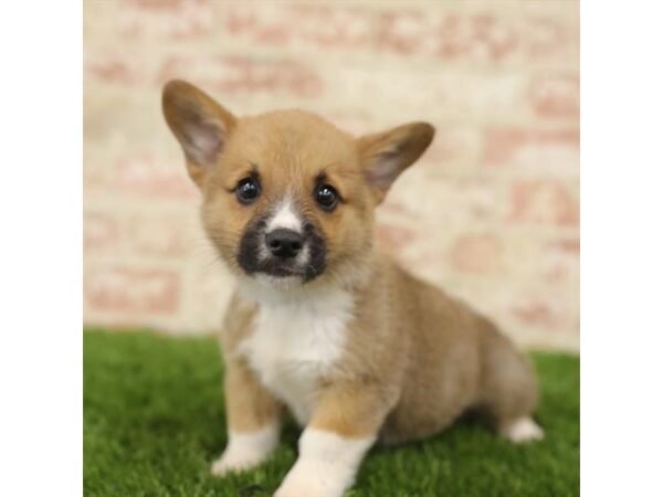 Pembroke Welsh Corgi DOG Male Sable / White 1504 Petland Lancaster, Ohio