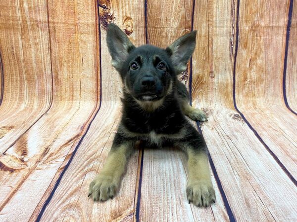 German Shepherd Dog DOG Male Black / Tan 1519 Petland Lancaster, Ohio