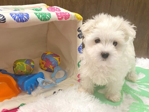 Maltese-DOG-Male-White-1514-Petland Lancaster, Ohio