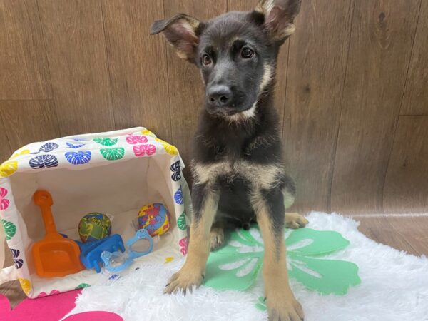 German Shepherd Dog-DOG-Male-Black / Tan-1513-Petland Lancaster, Ohio