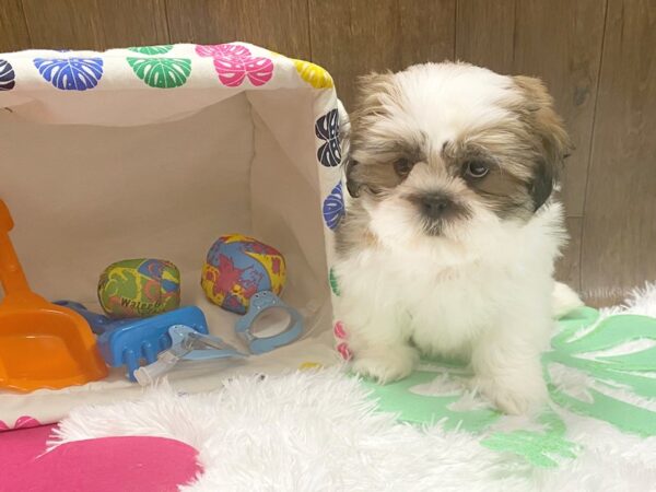 Shih Tzu DOG Female Red / White 1512 Petland Lancaster, Ohio